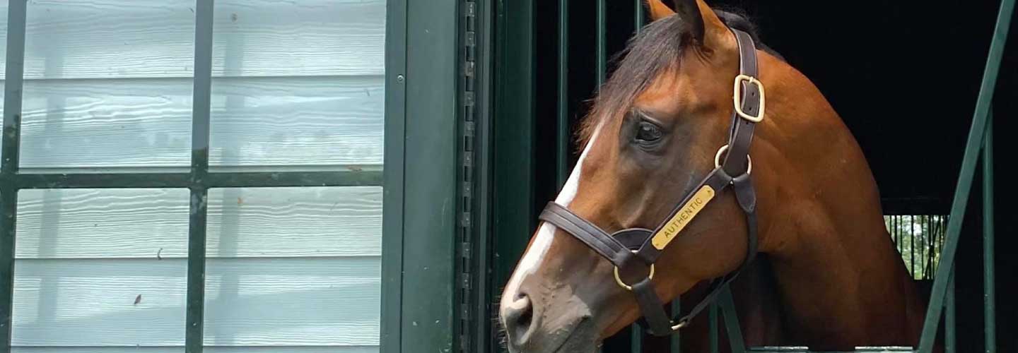 Famous thoroughbred racehorse Authentic looks out of his stall window at Spendthrift farm in Lexington, Kentucky. Photo taken by Brian Cunigan.