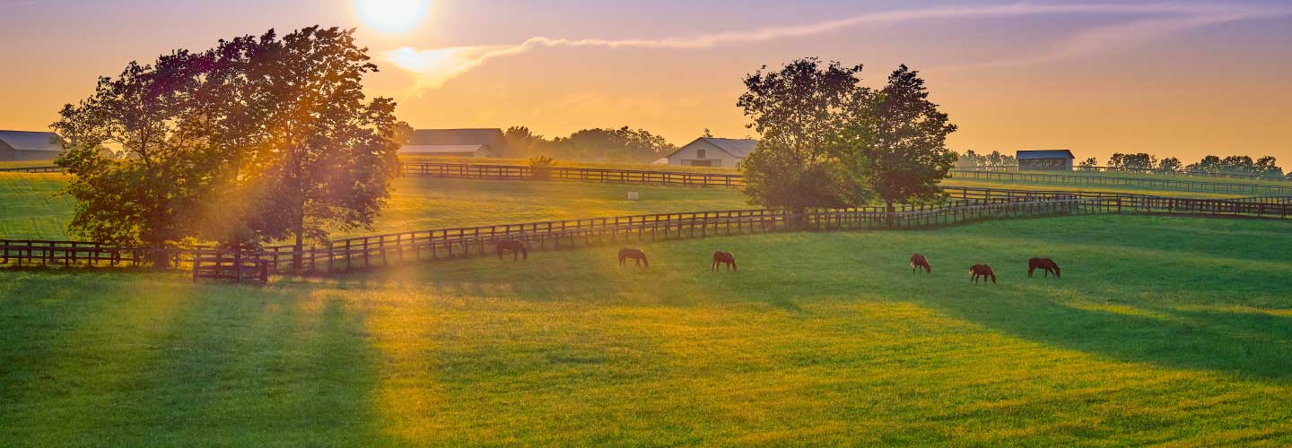 Large wooden fenced field of bright green grass with a herd of horses grazing.