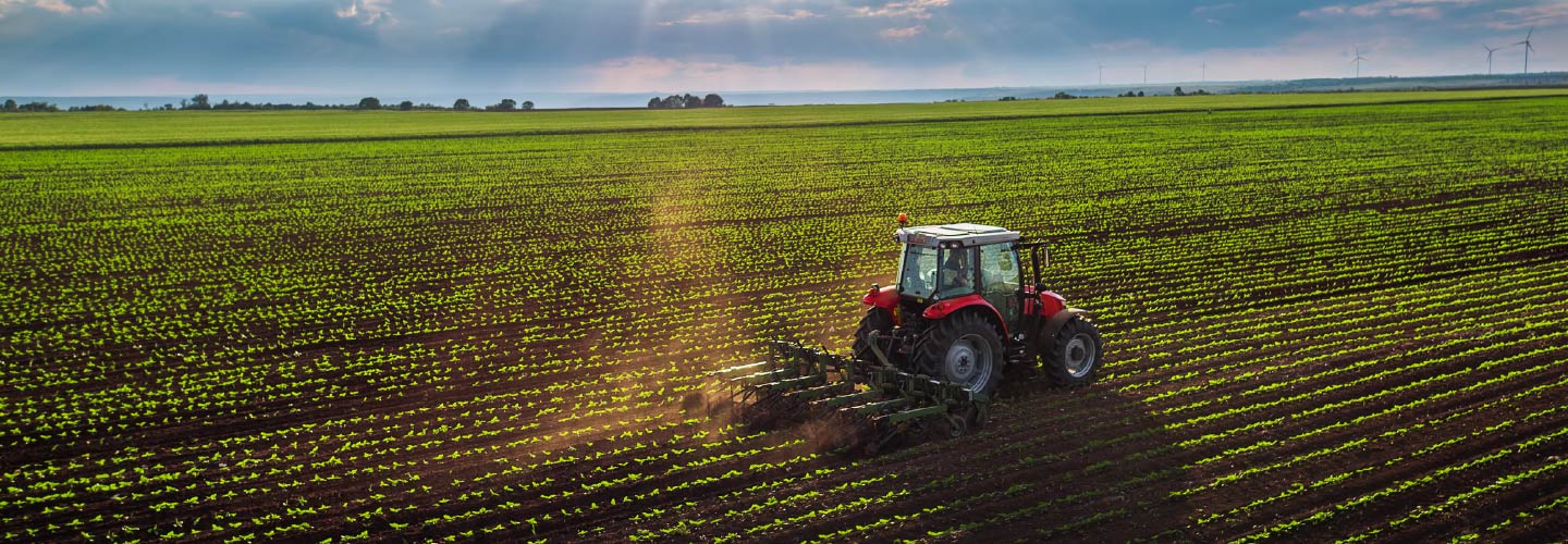 Rows of crops and a tractor.